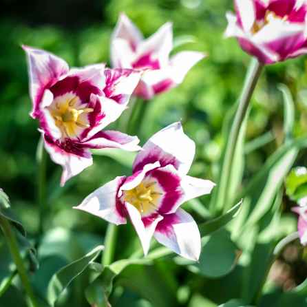 Lobelia zwisająca niebieska (Copy)